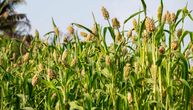 Godinama je bila hrana siromašnih, a danas je nutricionisti obožavaju: Drevna žitarica čuva srce i topi glad