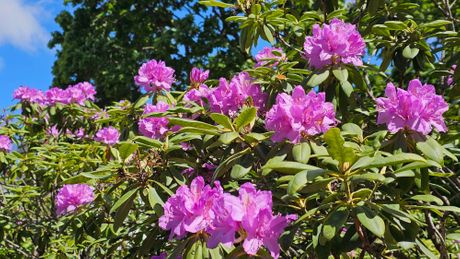 Rhododendron, Trovanje, Dete , Svet