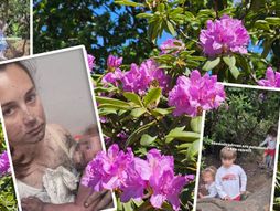 Rhododendron, Trovanje, Dete , Svet