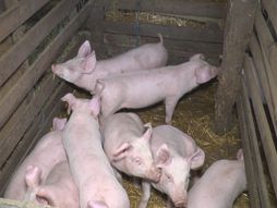 Prasići, prasad, svinje, afrička kuga svinja