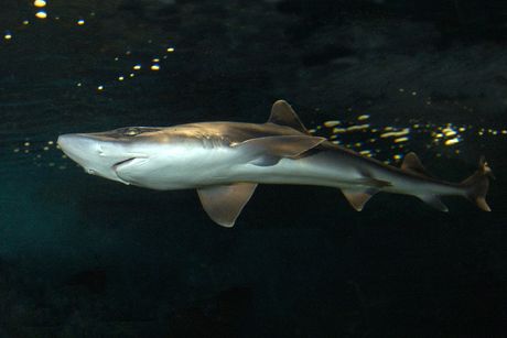 Ajkula mustelus