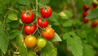 Domaći paradajz je najslađi baš kada mislite da još nije spreman za branje: Treba da bude ove boje, a ne crven