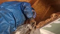 Zmije su prošlost, ovo je pravi horor: Snimljena neverovatna akcija Vladice Stankovića od koje zastaje dah!
