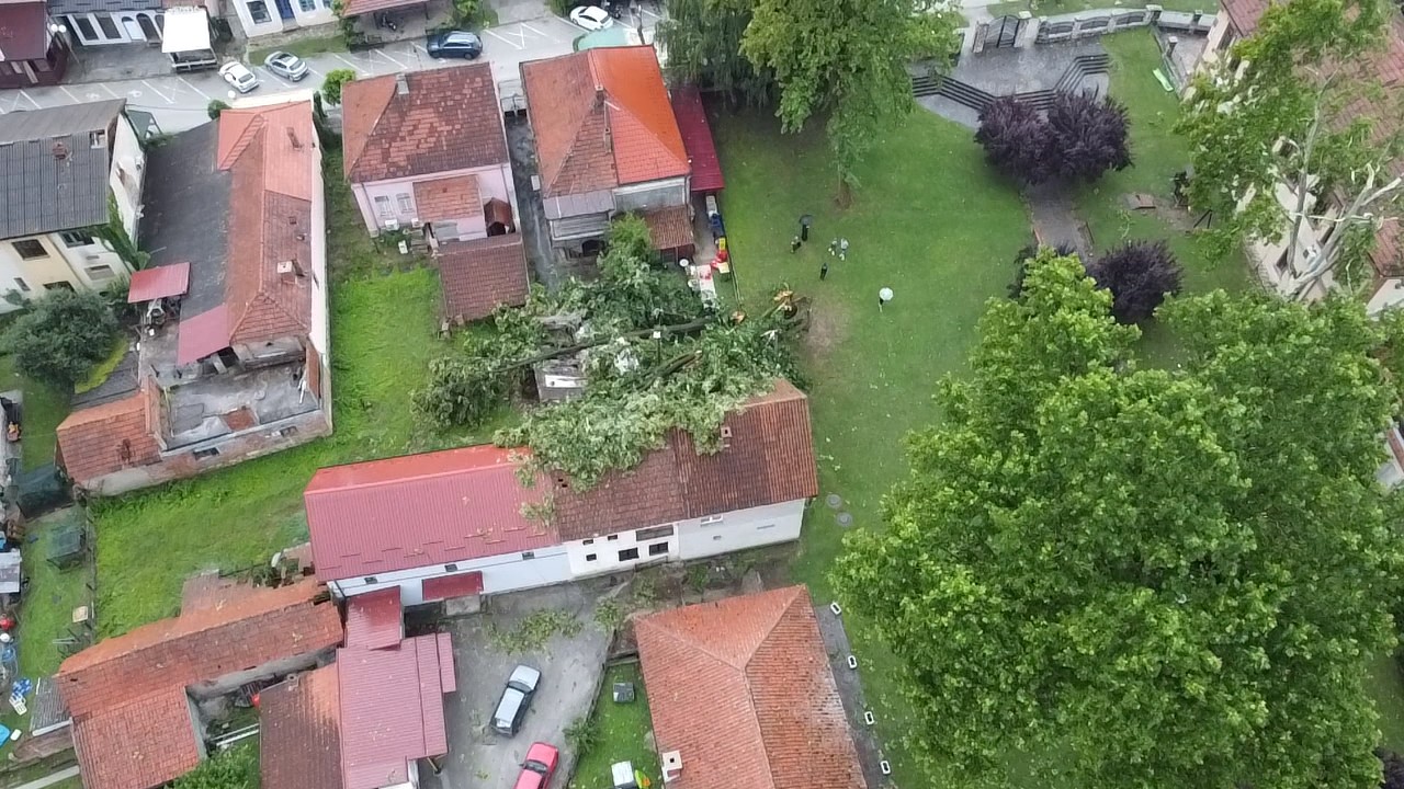 Nevreme oborilo čuveno stablo u Guči: Jedan od najvećih simbola Sabora trubača pukao u sekundi