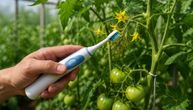 Električna četkica za zube može da poveća rod paradajza i do 30%: Trik koji ima naučno objašnjenje