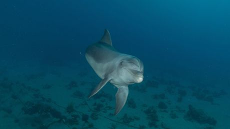 Delfin