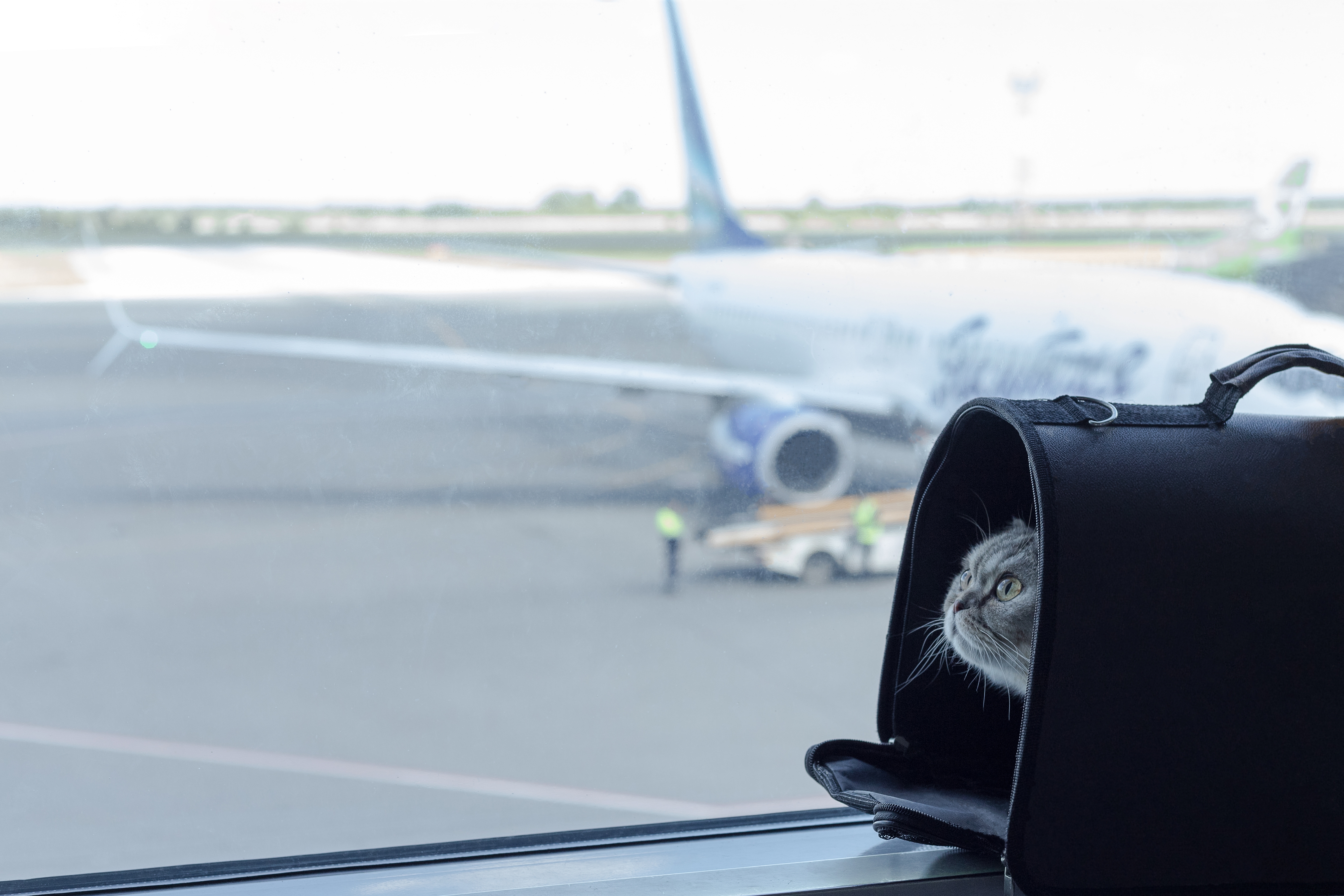 Radnik na aerodromu vratio veru u ljude: Da li znate šta ljubimac zaista proživljava dok putuje kao teret