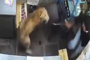 Leopard uleteo u prodavnicu pića i napao radnika: Jeziv snimak pokazuje borbu "prsa u prsa"