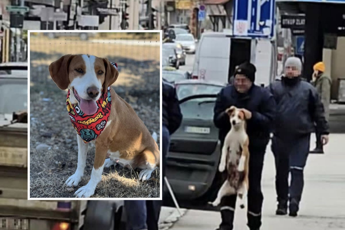 Zgrabili psa za uši i odvukli ga u azil: Eva spasena iz šinteraja, čeka nekog ko je više neće povrediti