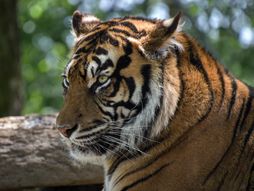Sumatranski tigar