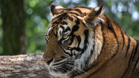 Sumatranski tigar