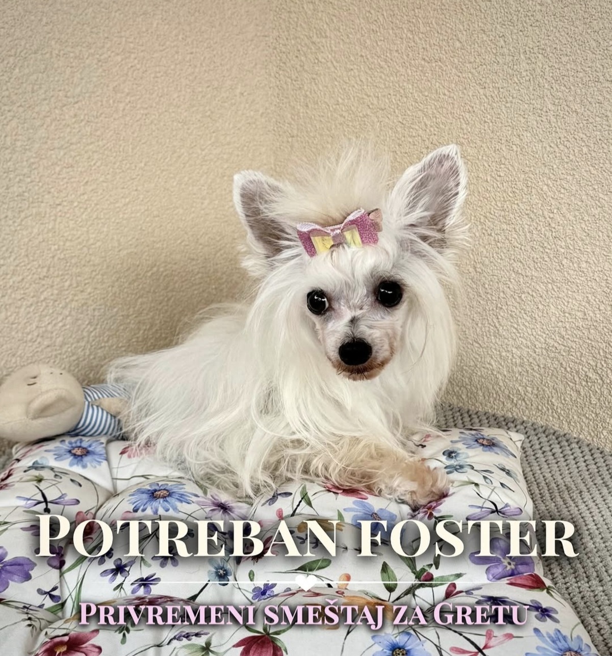 Da li imate srce i vreme za psa iz bajke? Svi se okreću za Gretom, potreban foster u Beogradu