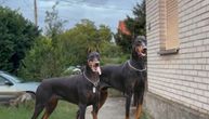Ovde su devojčicu izjedali dobermani, komšije se već žalile na vlasnika pasa: Novi detalji drame u Boljevcima