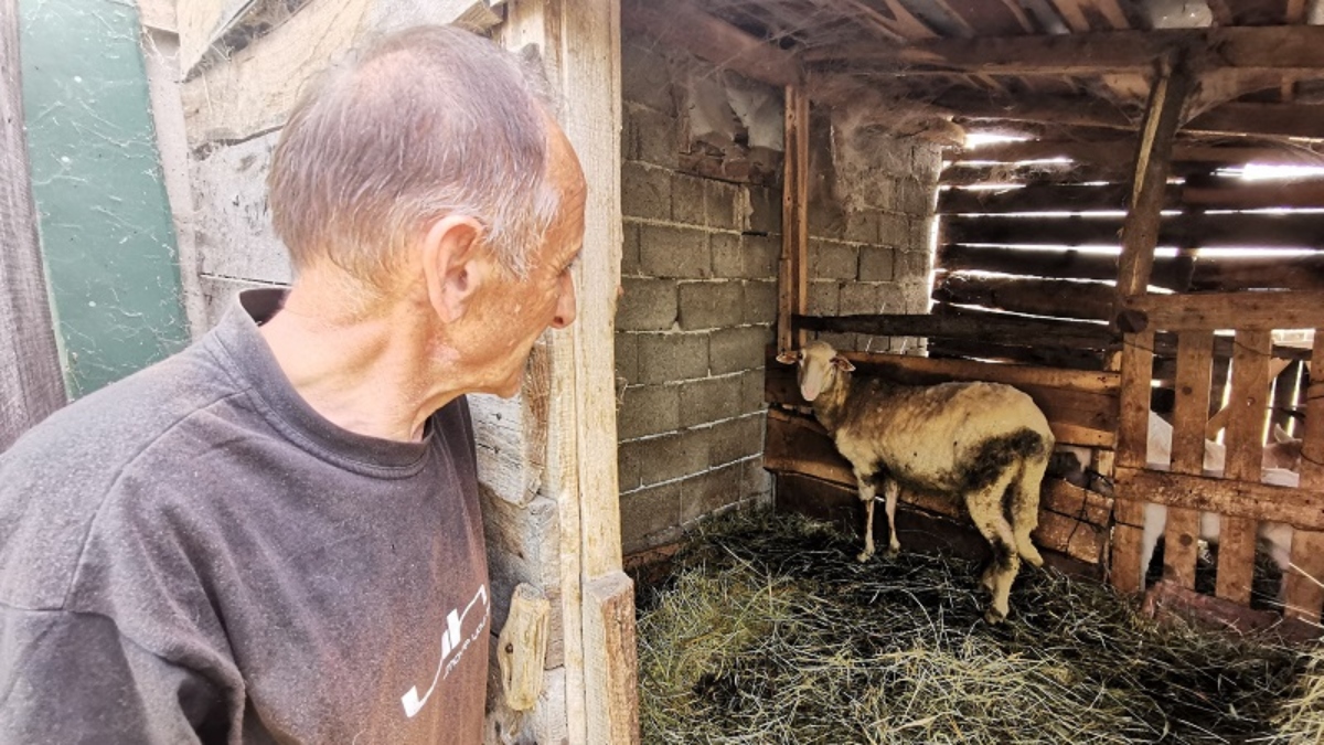 Potvrđeno žarište boginja ovaca i koza na području Raške: Eutanazirano 127 grla, oglasilo se Ministarstvo