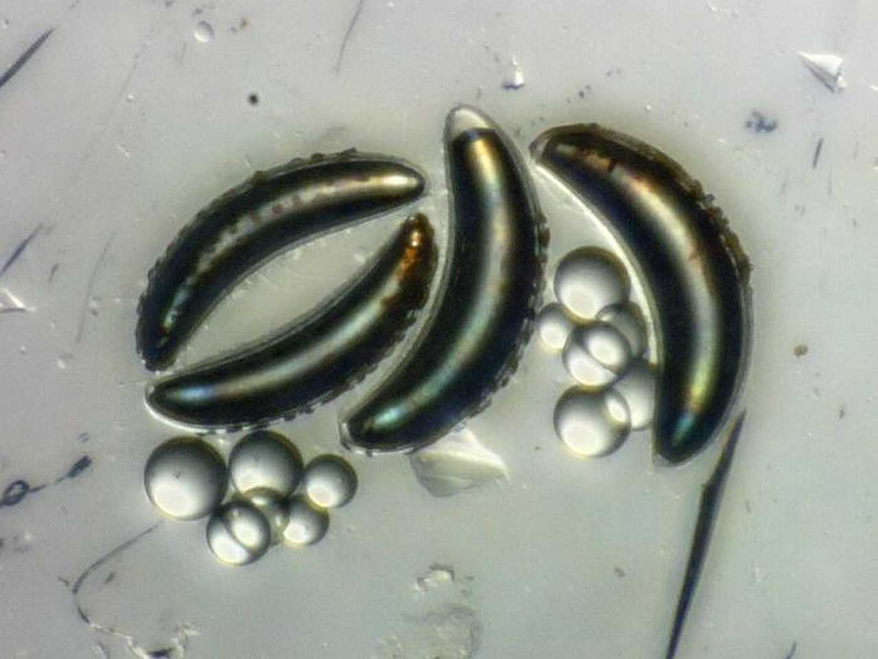 Insekti preživljavaju dubine bez implodiranja da bi se sakrili od predatora