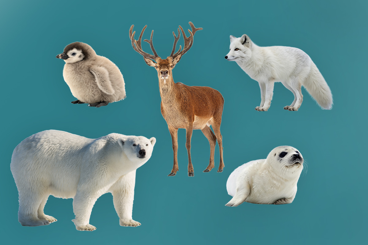 Izaberite jednu životinju i otkrijte kako reagujete pod pritiskom: Odgovor otkriva vašu SKRIVENU snagu
