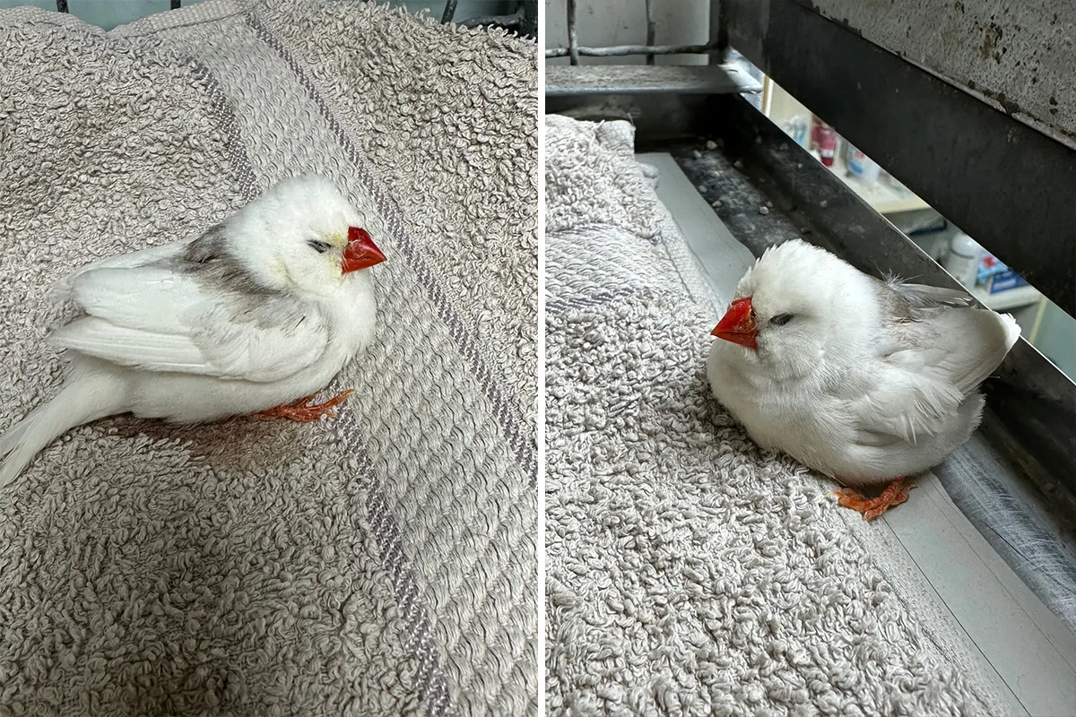 Mačka sa Novog Beograda donela vlasnici pticu: Da li neko traži ljubimca koji je preživeo mačije kandže?