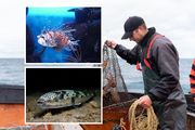 Mediteran u problemu, Jadran nije izuzetak: More se dramatično menja, a ovo su glavni krivci