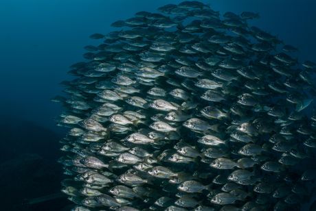 Riba mulac, Pomadasys incisus