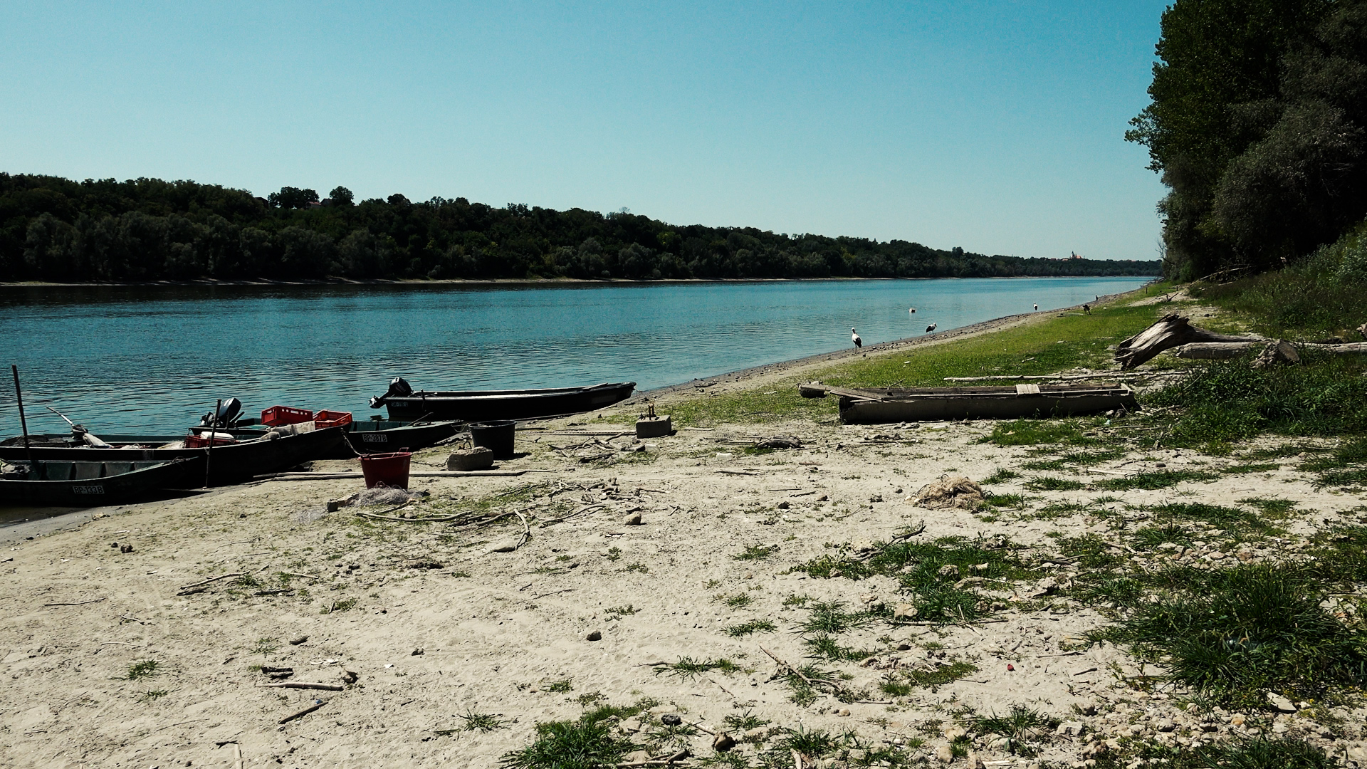 Prizor ostavlja bez daha: Dunav na minimumu, a evo ko je "okupirao" plažu u Bačkom Novom Selu (SNIMAK)