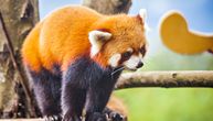 Dve retke crvene pande rođene u nemačkom zoo vrtu: Zašto je ova vest važna?