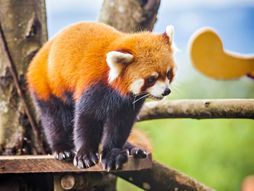 Crvena panda