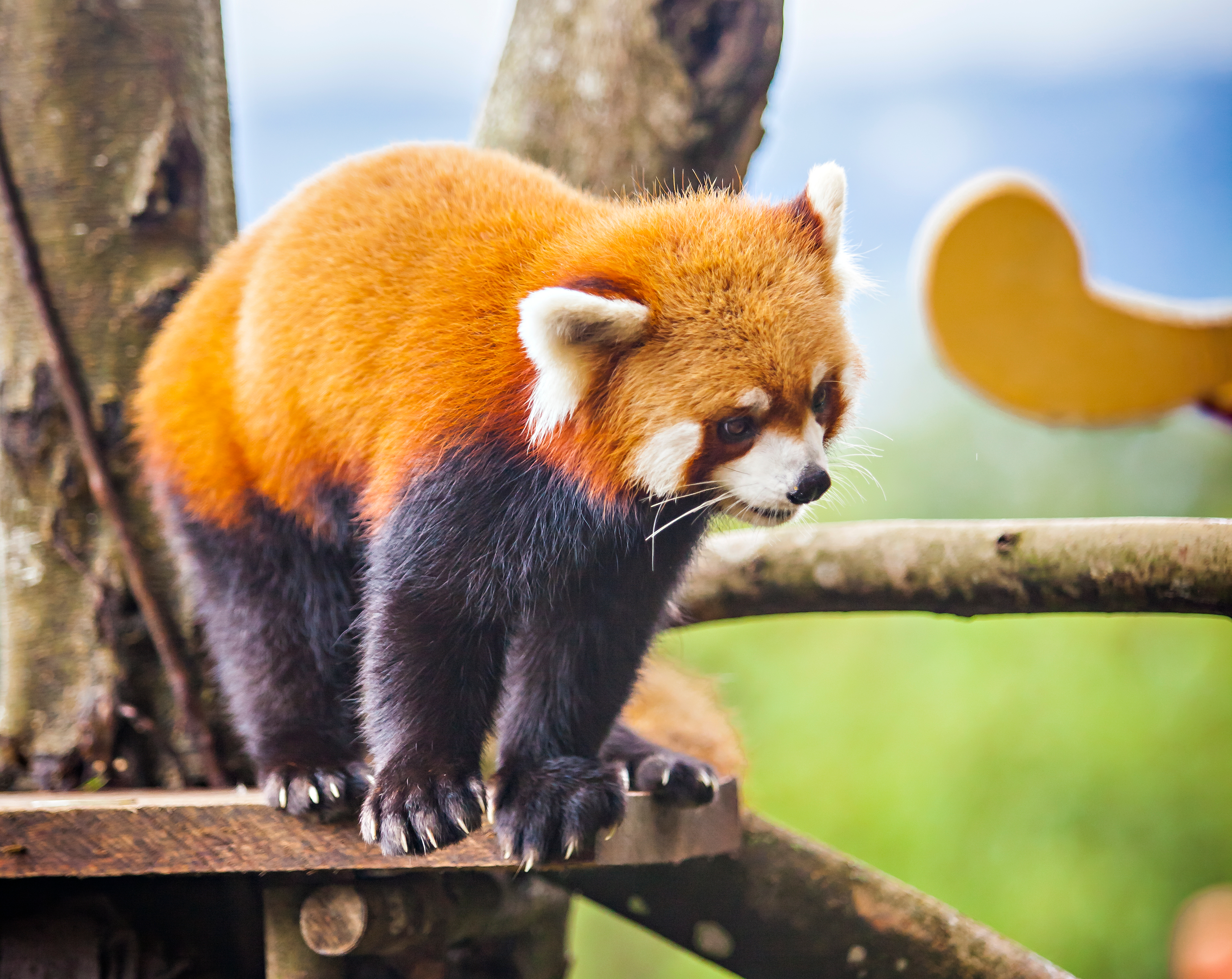 Dve retke crvene pande rođene u nemačkom zoo vrtu: Zašto je ova vest važna?
