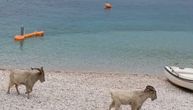 Podivljale koze uživaju na plaži u Hrvatskoj
