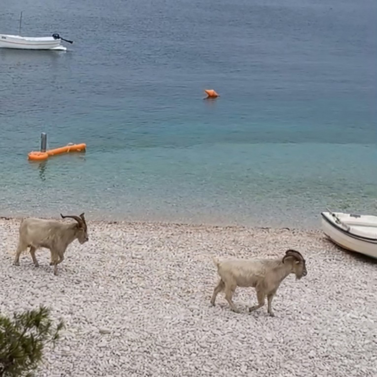 Podivljale koze uživaju na plaži u Hrvatskoj