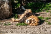 UŽAS U TOKIJU Tri lava uginula od vrućine u zoološkom vrtu: Osoblje uspelo da spasi 10 životinja