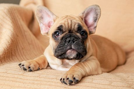 Francuski buldog Francuski buldog