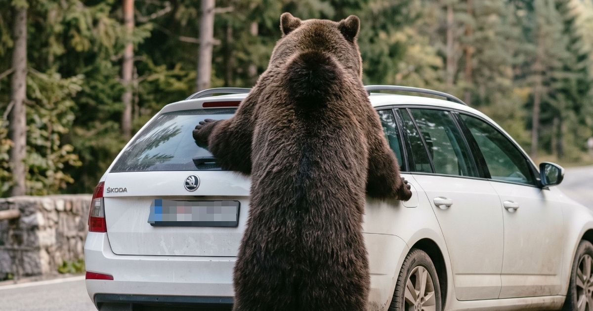 Ogroman medved snimljen u Vranju: Čovek vozio auto za njim, životinja ...