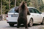 Medved razbucao Škodu! Vlasnik ostavio u kolima ono što nije smeo, snimak iz komšiluka izaziva nevericu