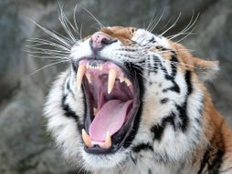 Tigar