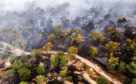 Nemačka Holandija granica prirodni rezervat šumski požar Boschhuizerbergen