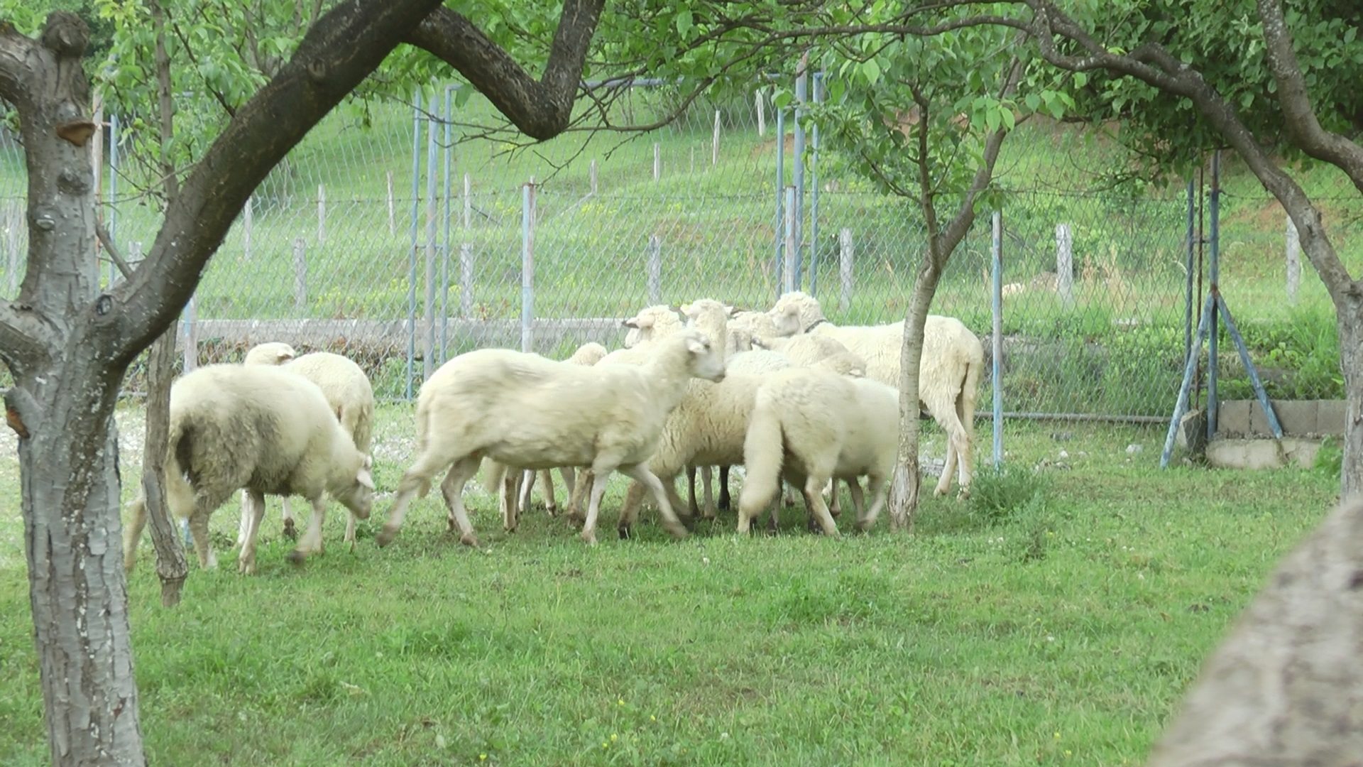 Zaraza u opštini na jugozapadu Srbije: Proglašeno ugroženo područje oko sela Nosoljin