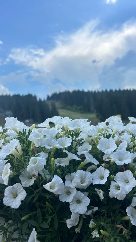 Kopaonik