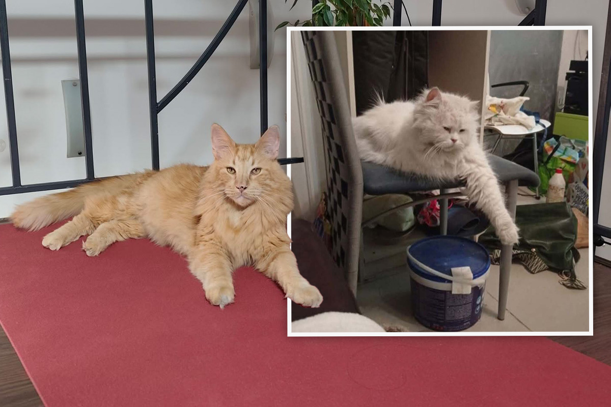 Čipovane mačke nestale na Bežanijskoj kosi i u Paviljonima: Buba se vratila kući, Flafija još traže