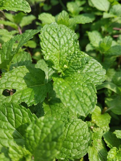 Nana, menta