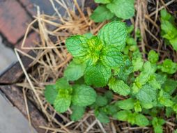 Nana, menta