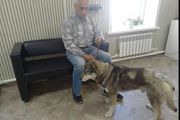 Pas napao medveda da bi spasao vlasnika: Zver ga je grizla i kidala kandžama, ali je preživeo
