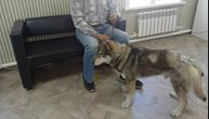 Pas napao medveda da bi spasao vlasnika: Zver ga je grizla i kidala kandžama, ali je preživeo