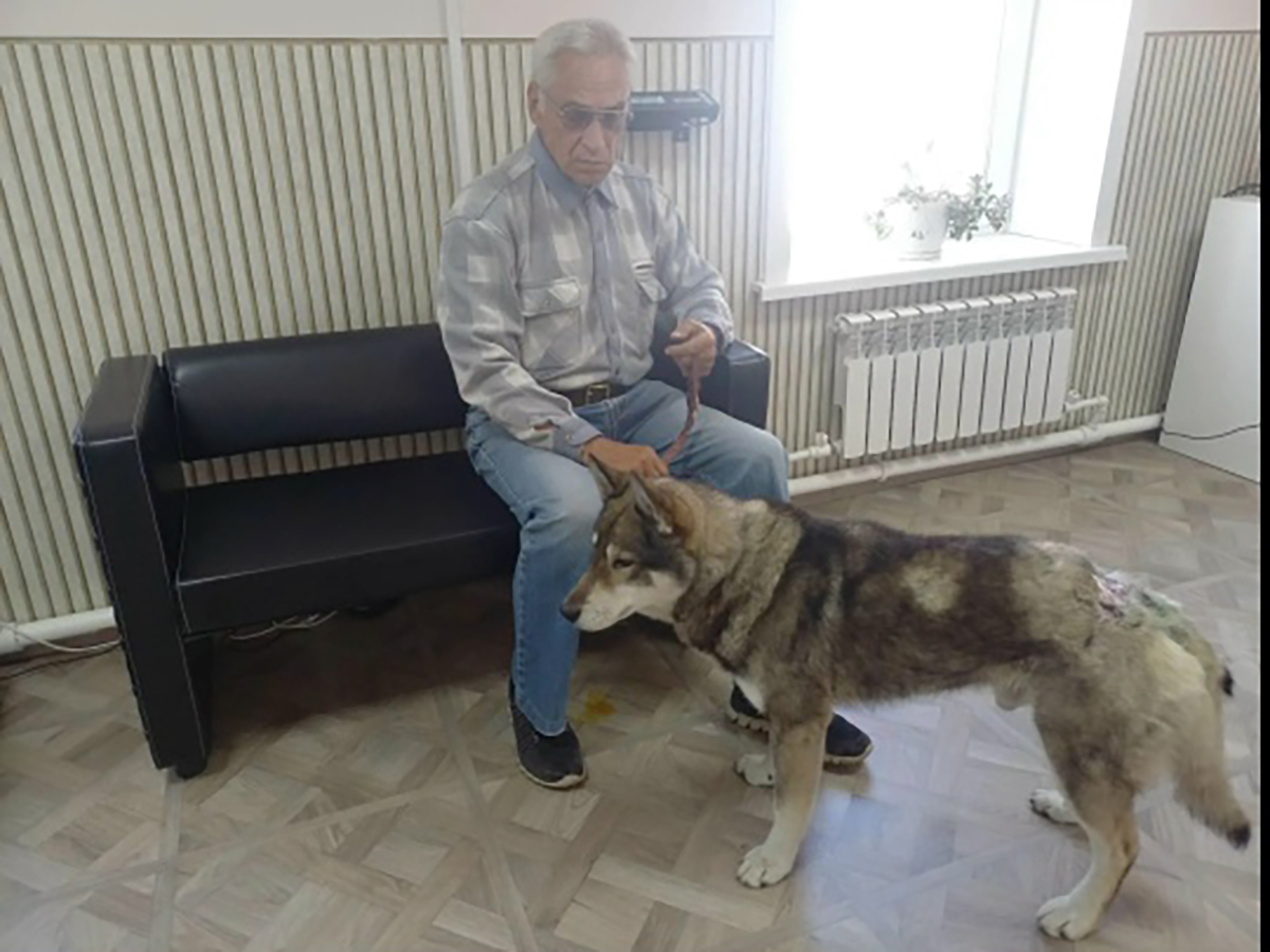 Pas napao medveda da bi spasao vlasnika: Zver ga je grizla i kidala kandžama, ali je preživeo