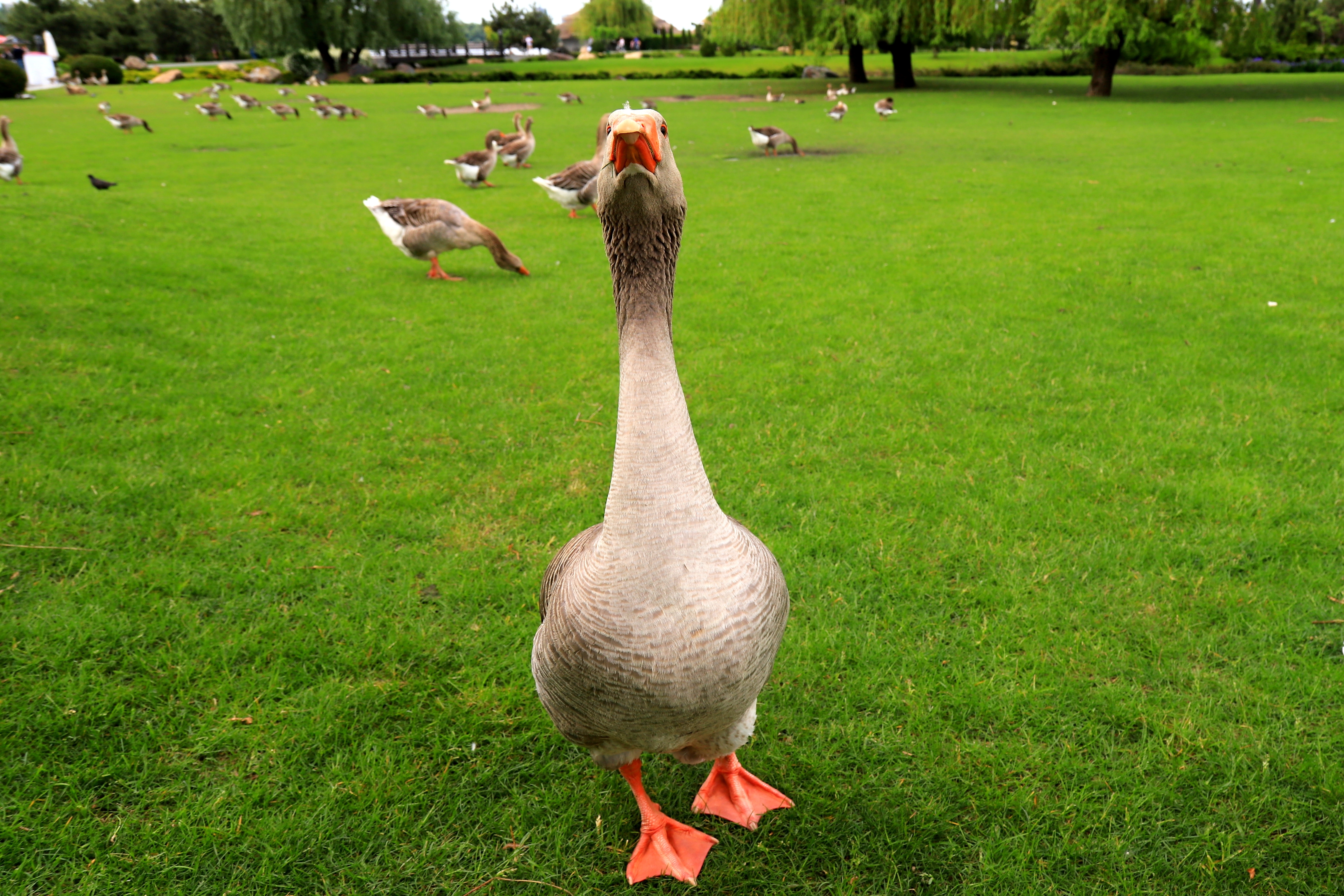 Etika ili tradicija na stolu: Brazil stavio tačku na foie gras, ove zemlje i dalje sprovode surovu praksu