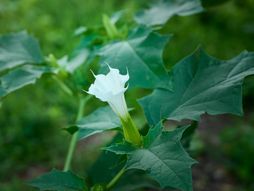 Datura