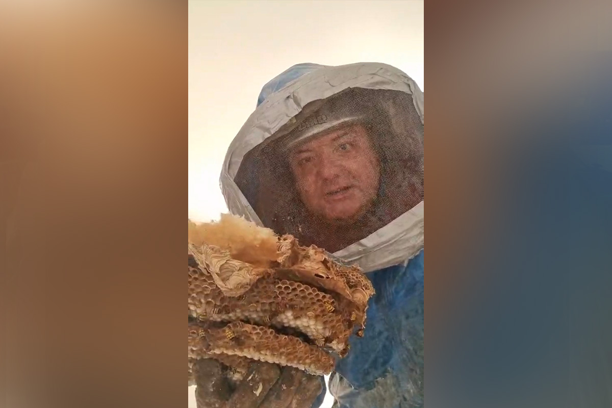 JEZIV SNIMAK IZ BEOGRADA: Vladica ušao u dečju sobu, a tamo ga sačekalo GIGANTSKO GNEZDO smrtonosnih insekata!