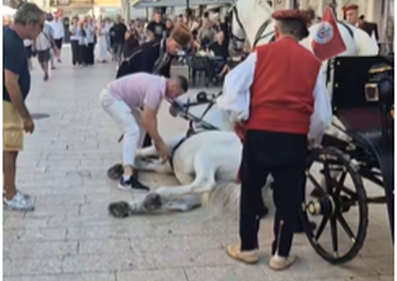 Potresne scene uoči Sinjske alke: Konji pali usred centra grada, svi su u šoku (VIDEO)