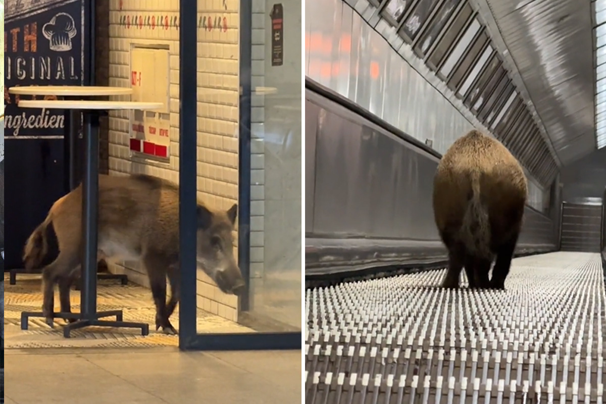 Incident u centru Budimpešte: Divlja svinja zalutala u metro stanicu, napravila haos, a onda...