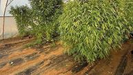 Od kuće napravio plantažu marihuane: Neverovatan prizor u Stocu