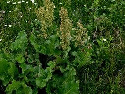 Kiseljak, biljka